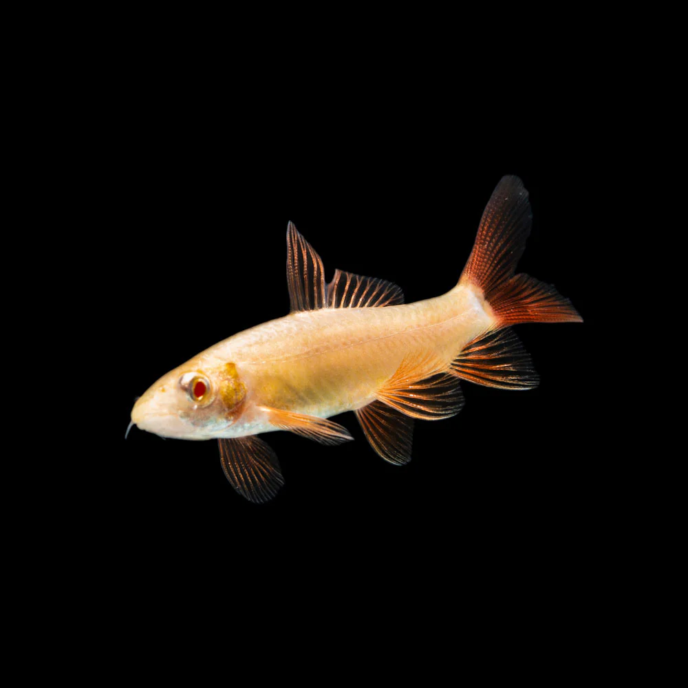 Albino Rainbow Shark