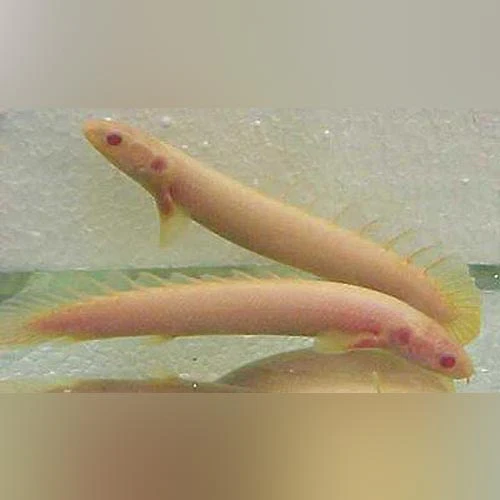 Albino Senegalese Bichir