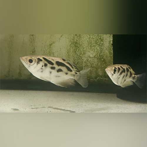 Burmese Archer Fish - Image 2