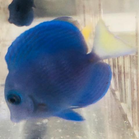 Atlantic Blue Tang - Image 2