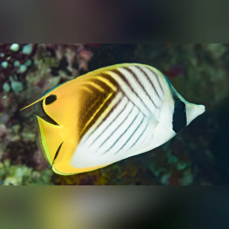 Auriga Threadfin Butterflyfish
