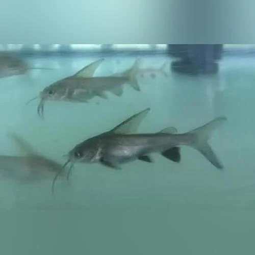 Black Tip Shark