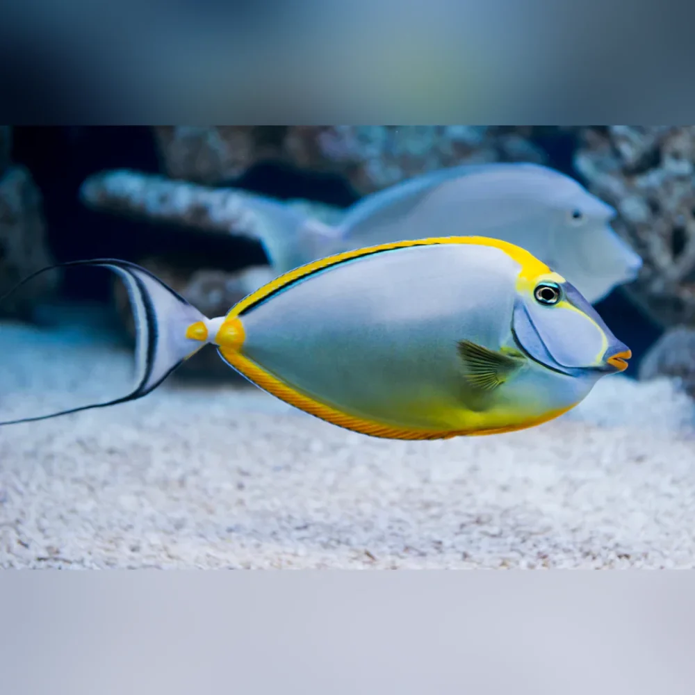 Blonde Naso Tang Streamer