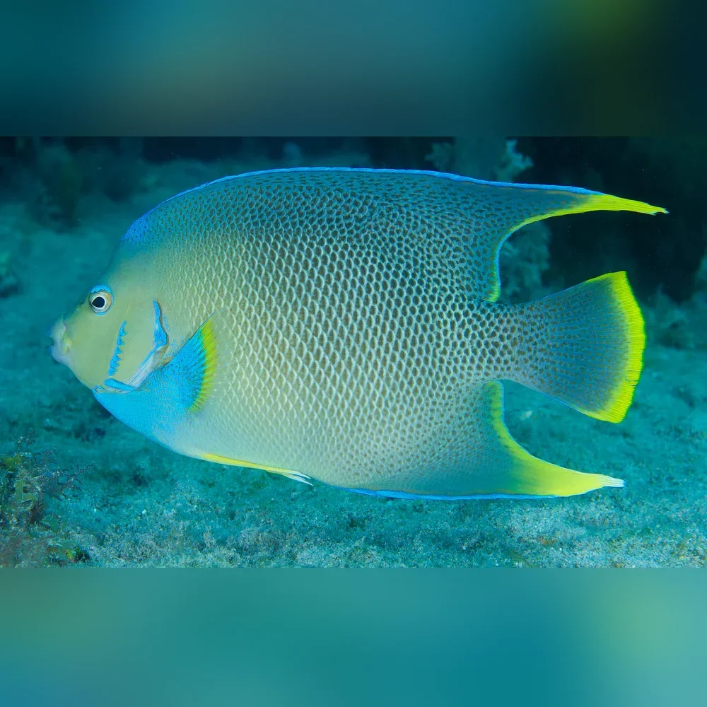 Blue Angelfish