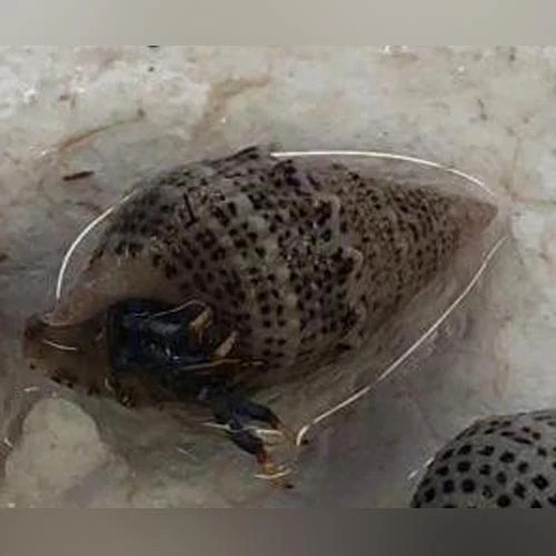 Blue Leg Hermit Crab - Image 2