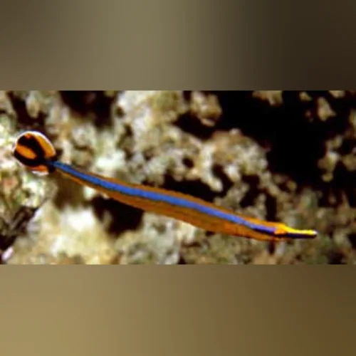 Blue Stripe Pipefish - Image 2