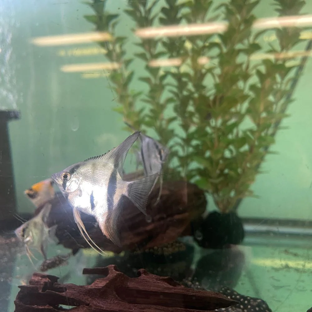 Bulgarian Seal Point Angelfish - Image 2