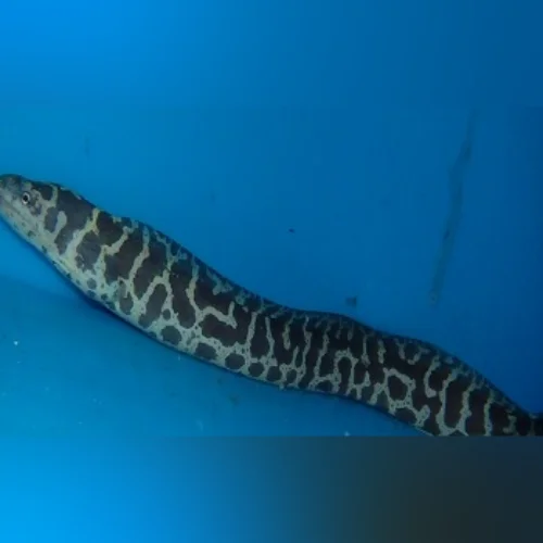 Chainlink Moray Eel - Image 2