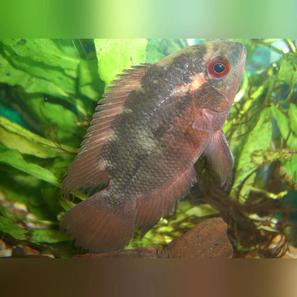 Chocolate Cichlid - Image 2