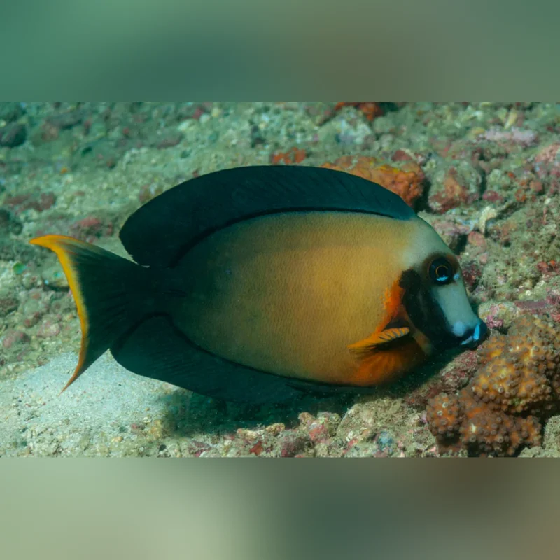 Chocolate Tang