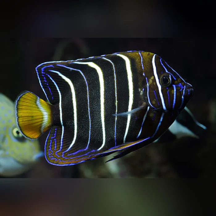 Chrysurus Angelfish