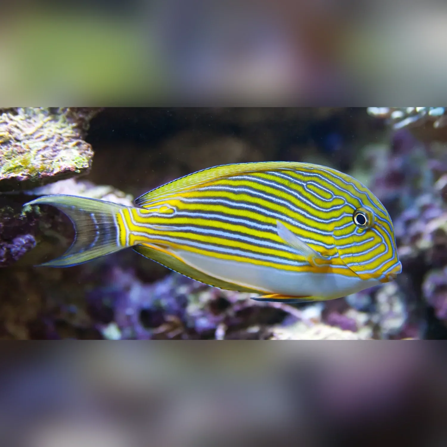 Clown Tang
