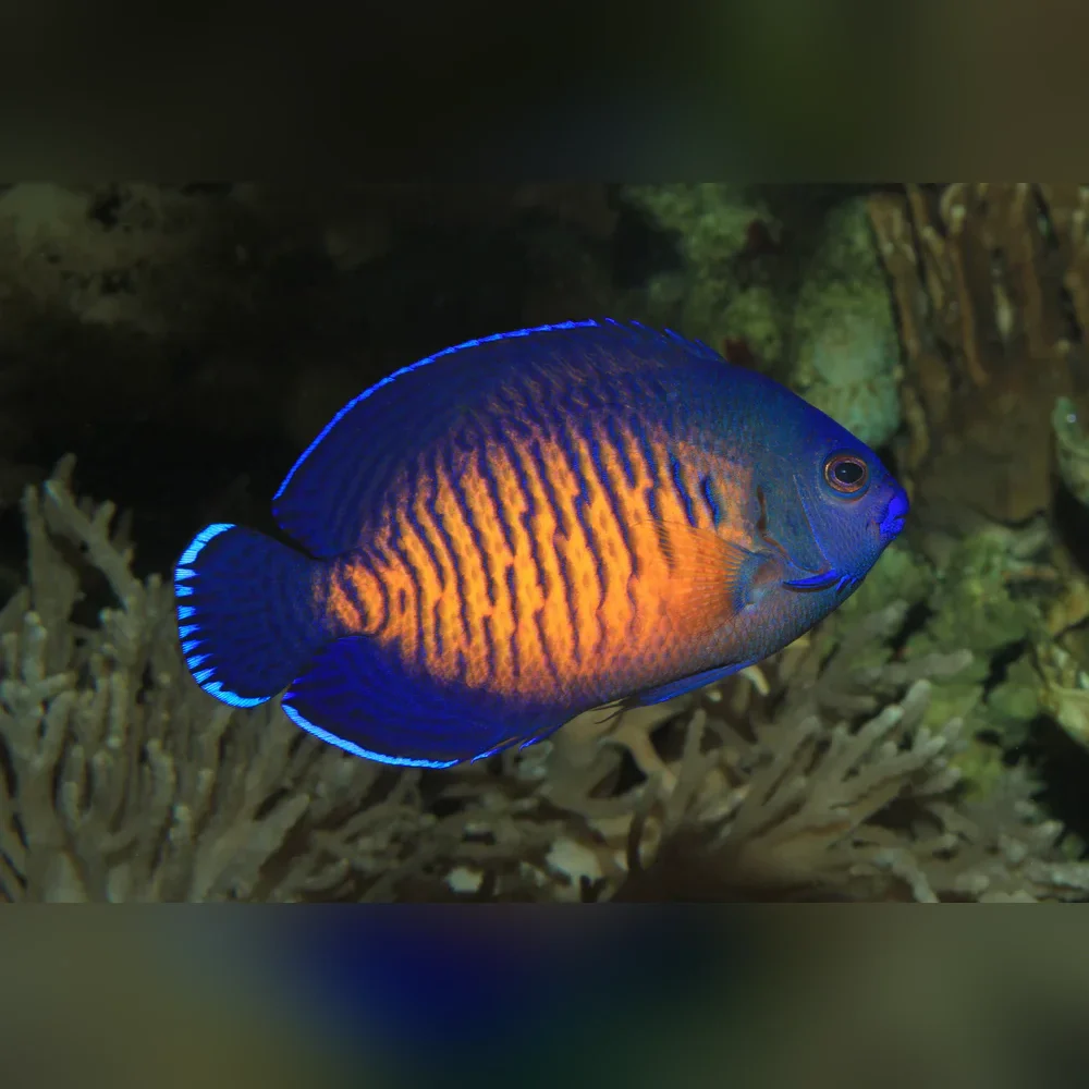 Coral Beauty Angelfish