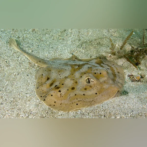 Cortez Stingray