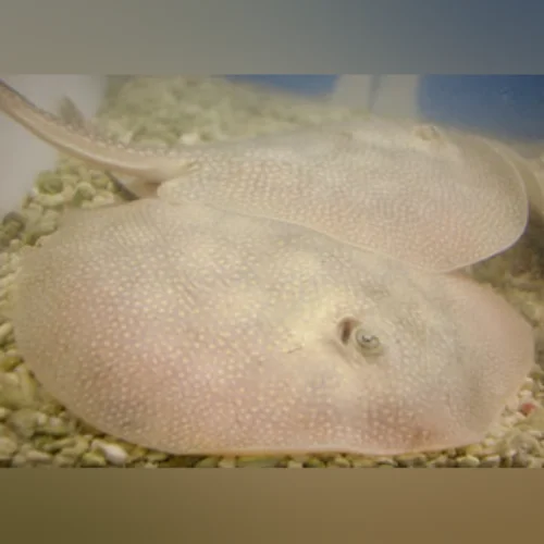 Cortez Stingray - Image 2