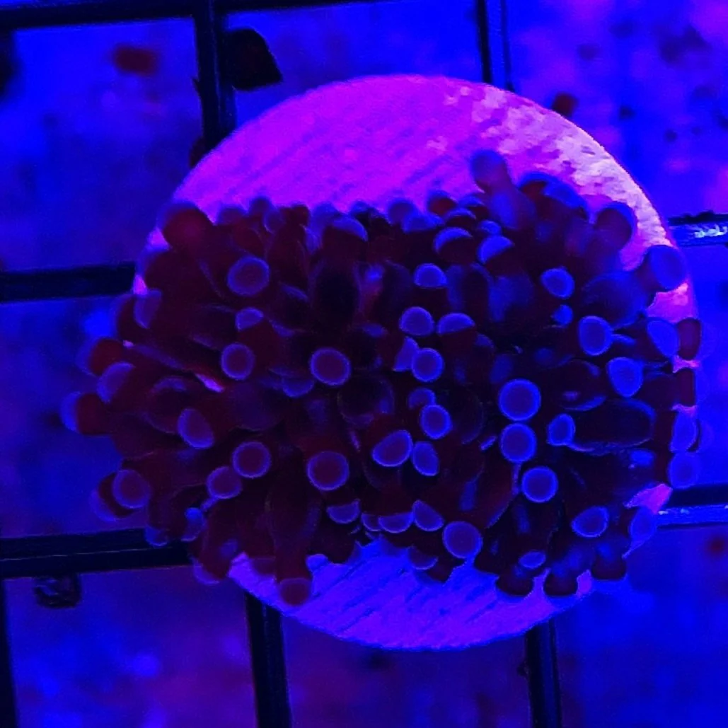 Cristata Torch Coral Frag