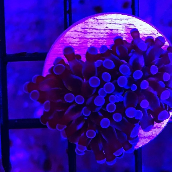 Cristata Torch Coral Frag - Image 2