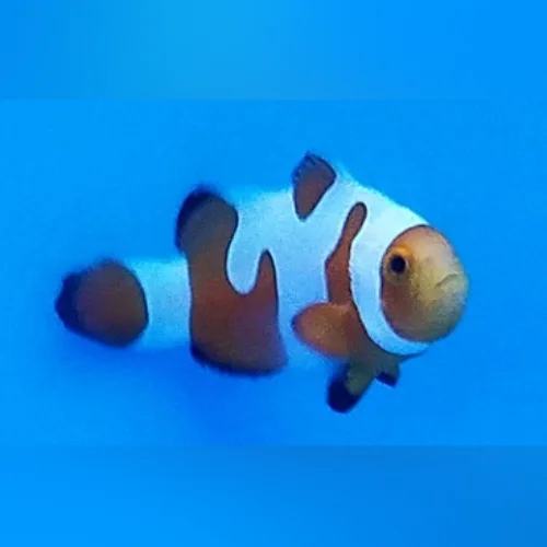 DaVinci Clownfish