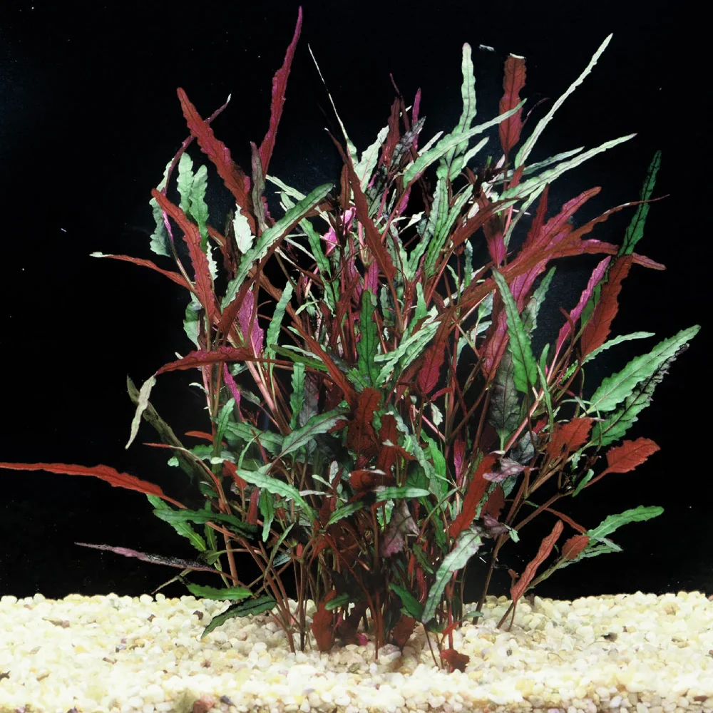 Dragon's Tongue (Flame) - Image 2