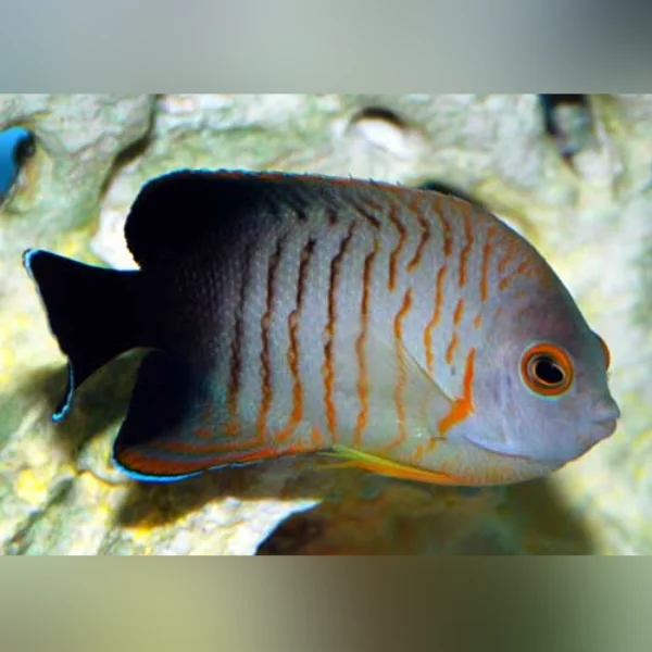 Eibli Angelfish