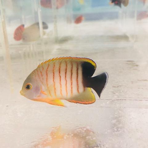 Eibli Angelfish - Image 2