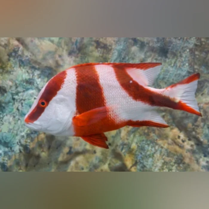 Emperor Red Snapper