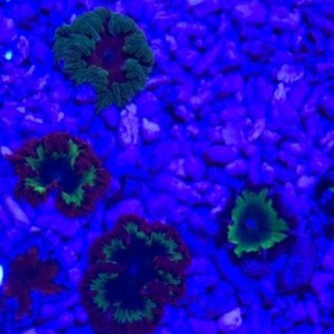 Flower Red Flame Anemone - Image 2