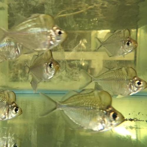 Giant Humphead Glass Fish - Image 2