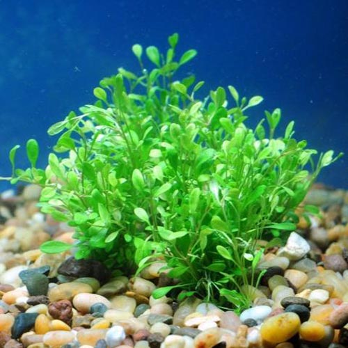 Glossostigma