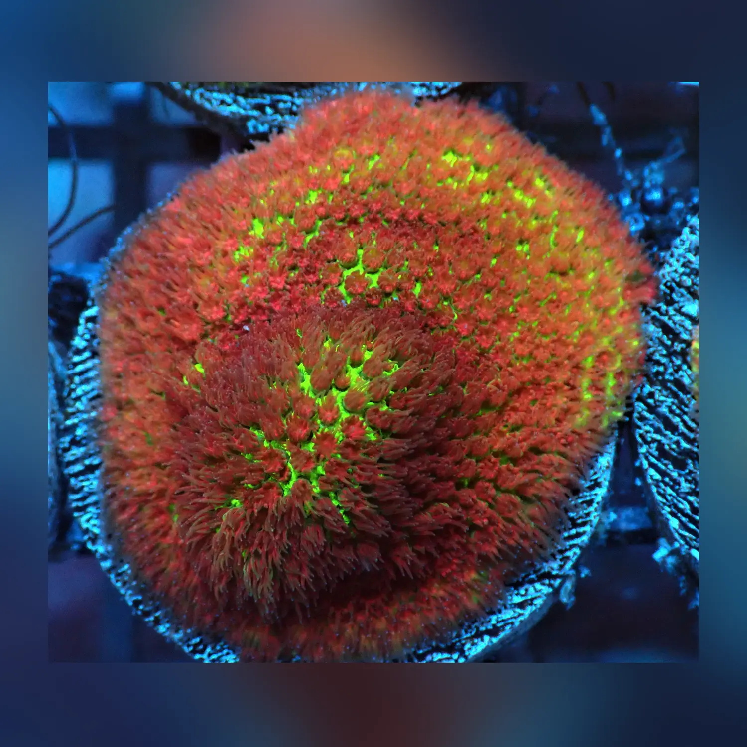 Grinch Porites