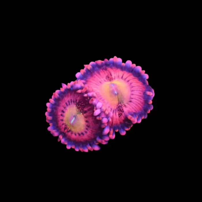 Halle Berry Zoa