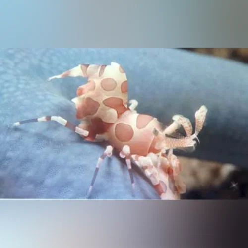 Harlequin Shrimp - Image 3