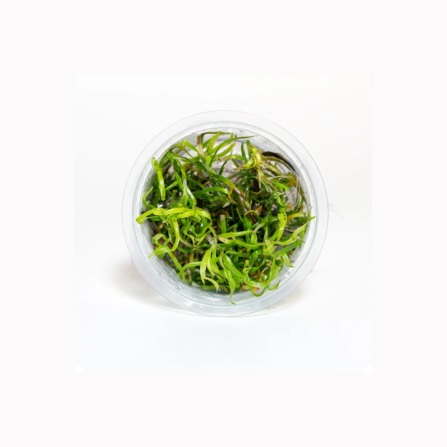 Heteranthera zosterifolia - Tissue Culture