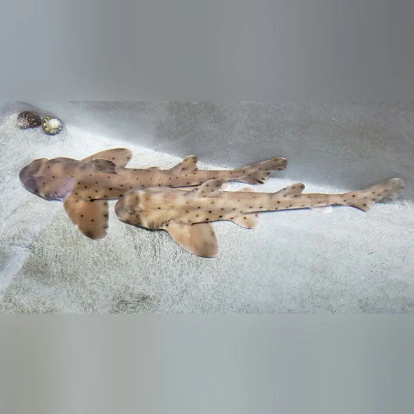 Horn Shark (California/Mexico) - Image 2