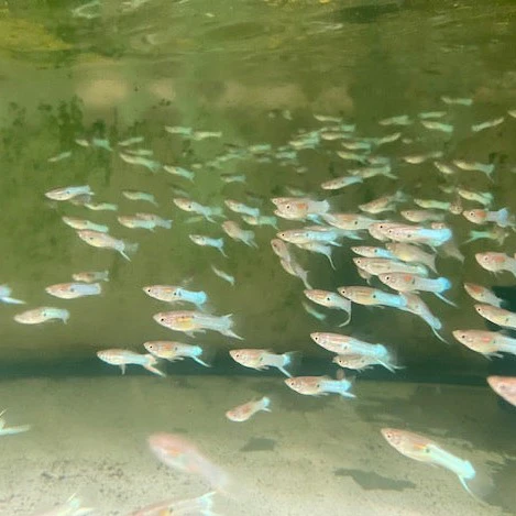 Japanese Blue Sword Guppy - Image 2