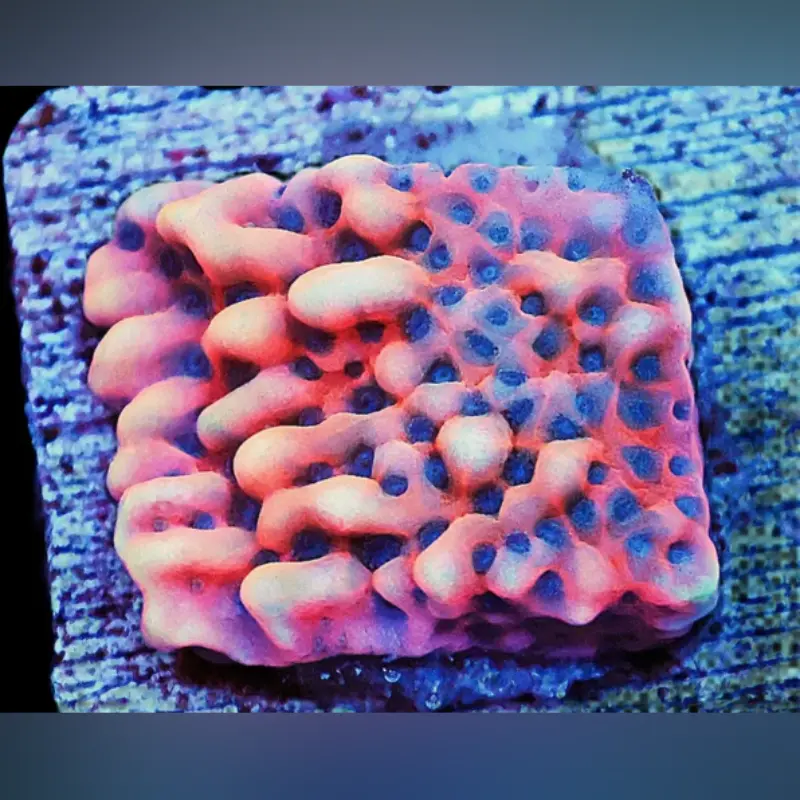 Kung Pao Montipora