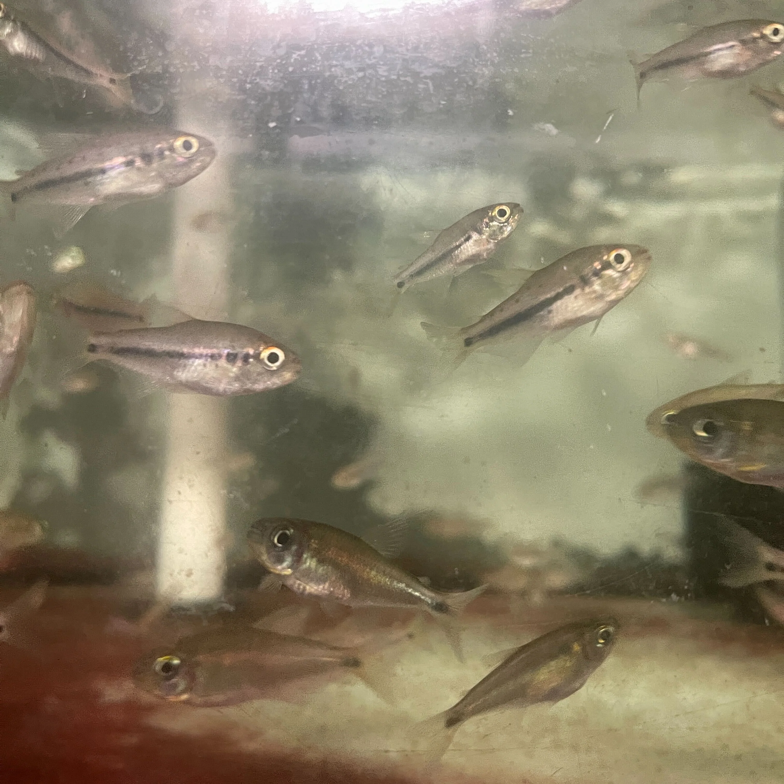 Kyburzi Rainbow Tetra - Image 2