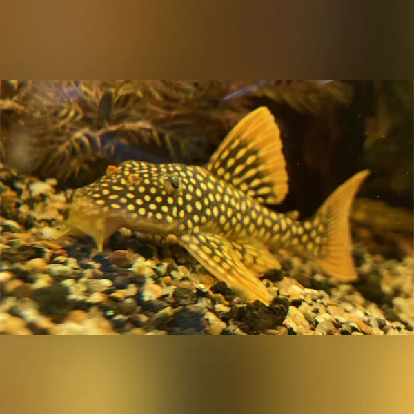 L-14 Goldie Pleco - Image 2