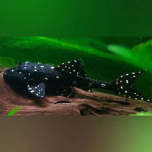 L-155 Adonis Pleco