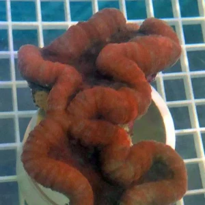 Lobophyllia Red Brain Coral
