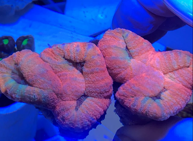 Lobophyllia Red Brain Coral - Image 2