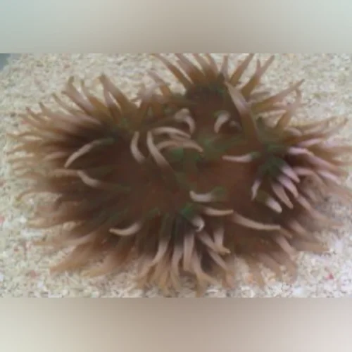 Long Tentacle Anemone - Image 2