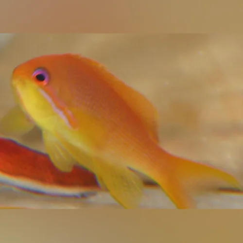 Lyretail Anthias - Image 2