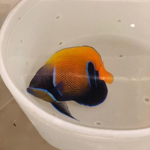 Majestic Angelfish - Image 2