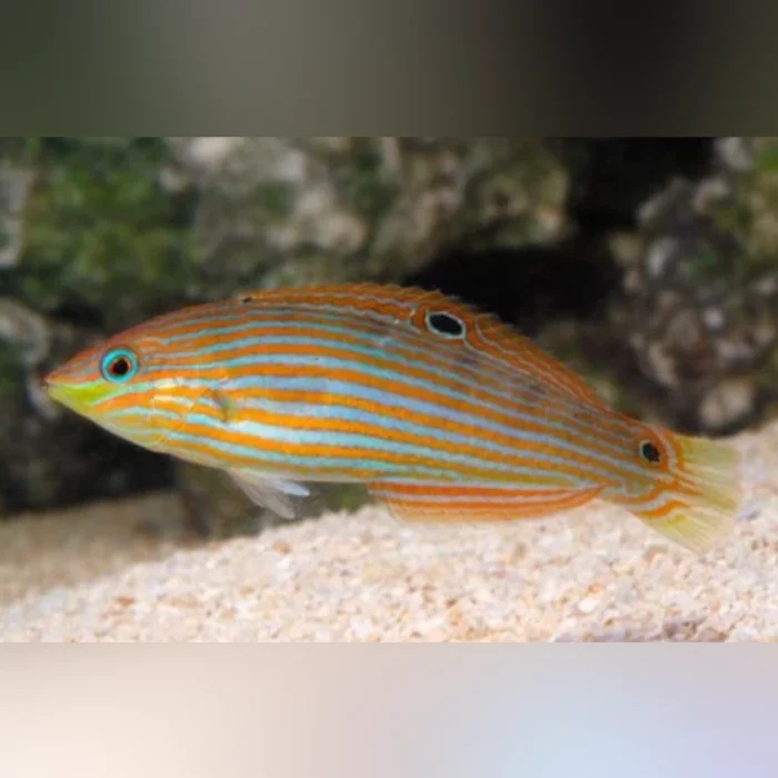 Melanurus Wrasse - Image 2
