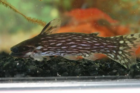 Milky Way Catfish - Image 2