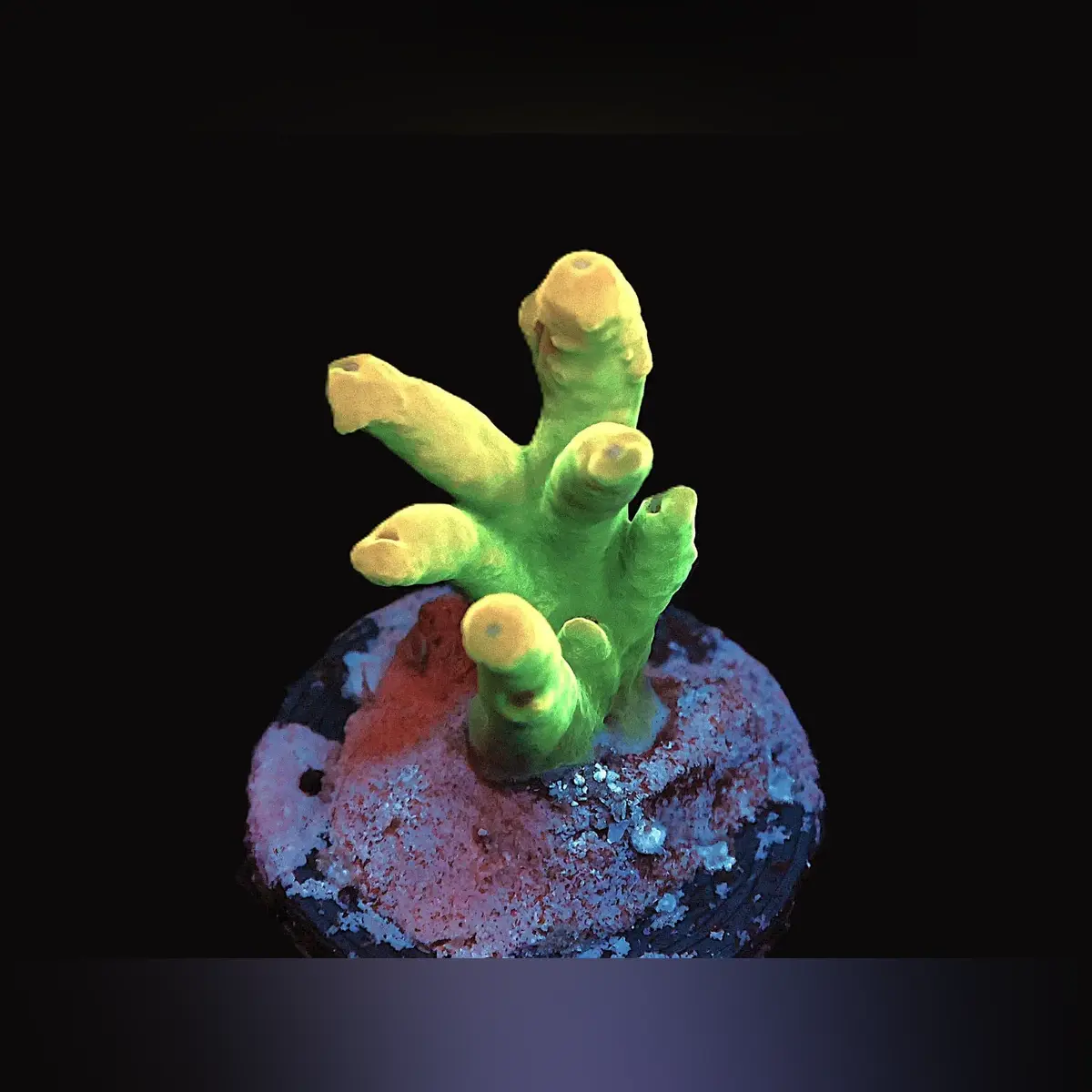 Moons of Jupiter Acropora