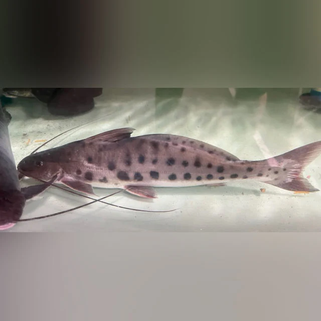 Giant Vulture Catfish