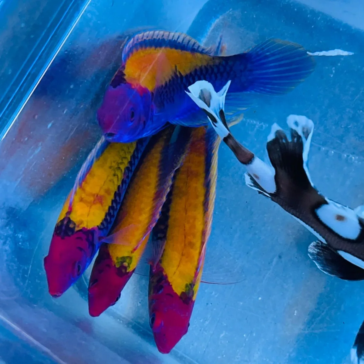 Orange-Back Fairy Wrasse - Image 2