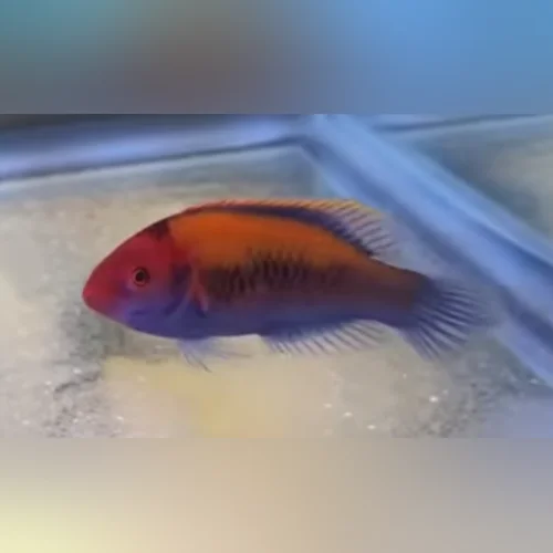Orange-Back Fairy Wrasse - Image 3